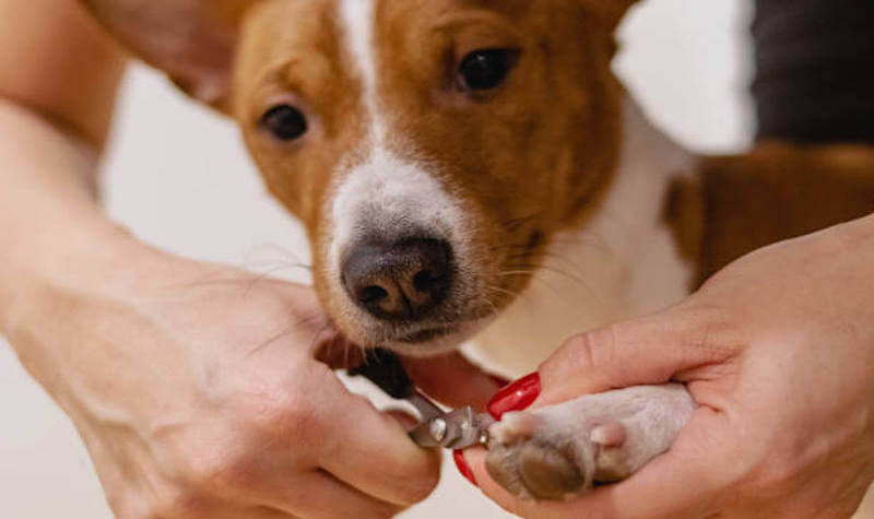 Stress-Free Steps to Clip Your Dog’s Nails