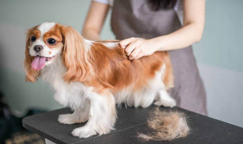 Essential Steps to Detangle Your Dog’s Fur