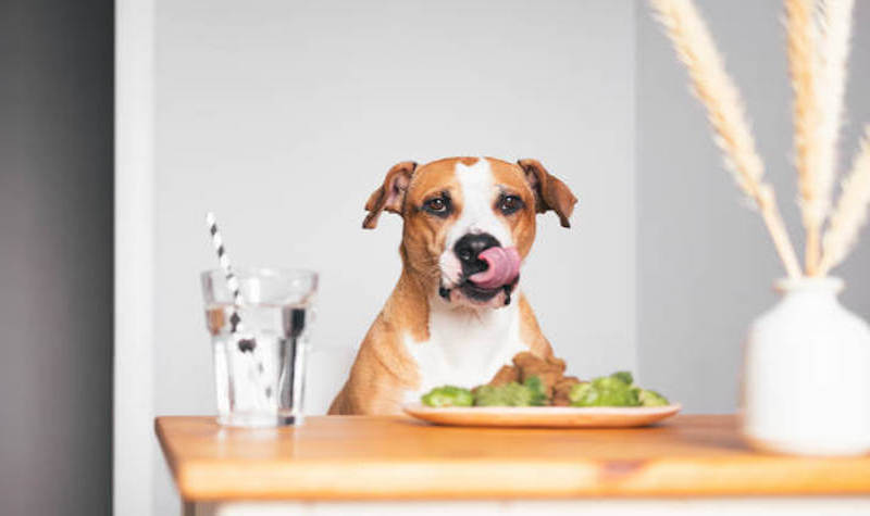 5 Vet-Approved DIY Dog Food Recipes for Wellness