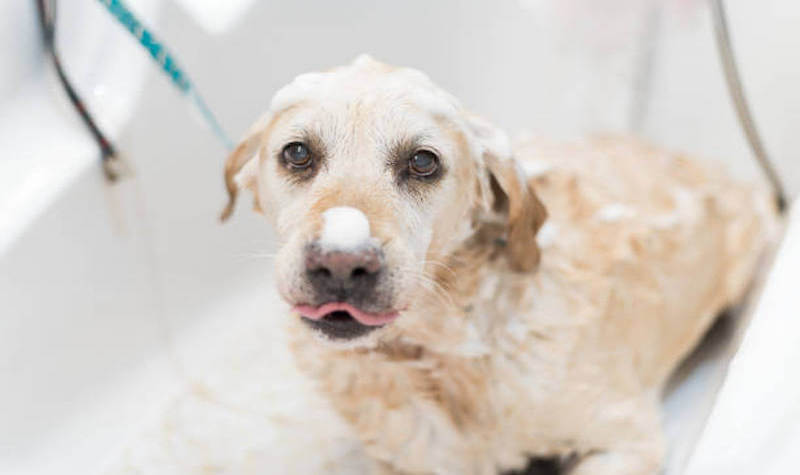 How to Choose Soothing Shampoos for Canine Skin Issues