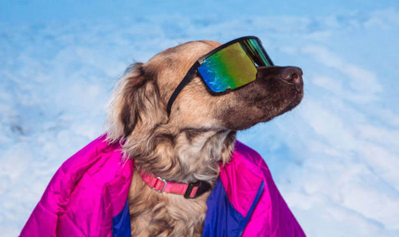 Winter Dog Sports: Top Activities for Cold Weather