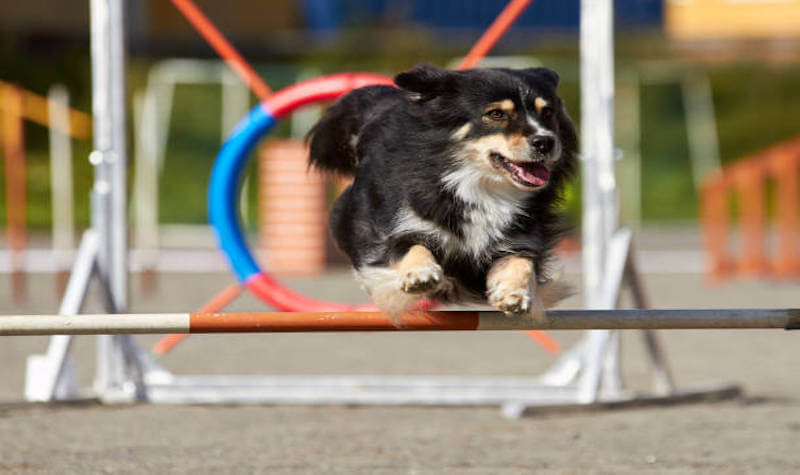 How To Build Your Own Backyard Dog Agility Course