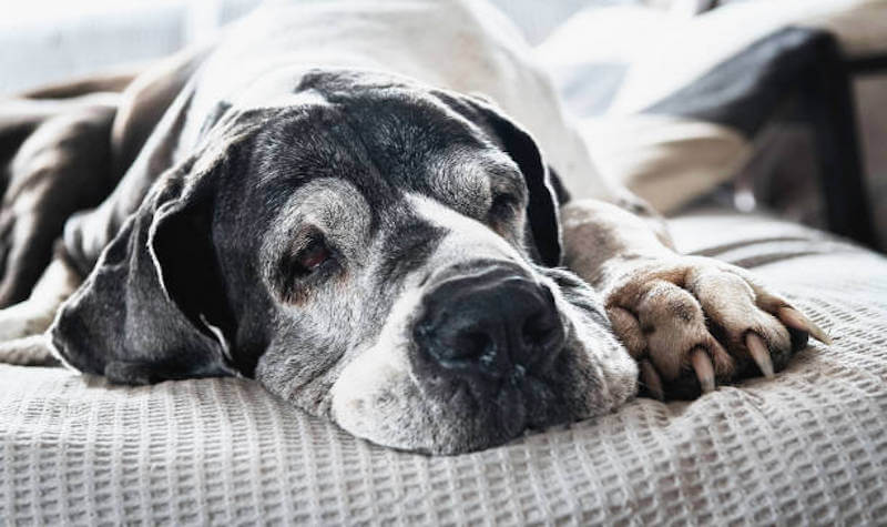 Guide To Gentle Exercises for Your Senior Dog