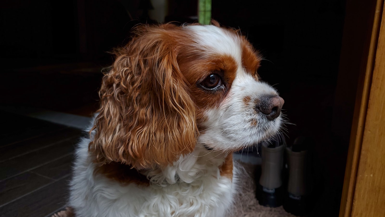 Stormproof the Indoor Routine: Five Circuits for Cold-Weather Days