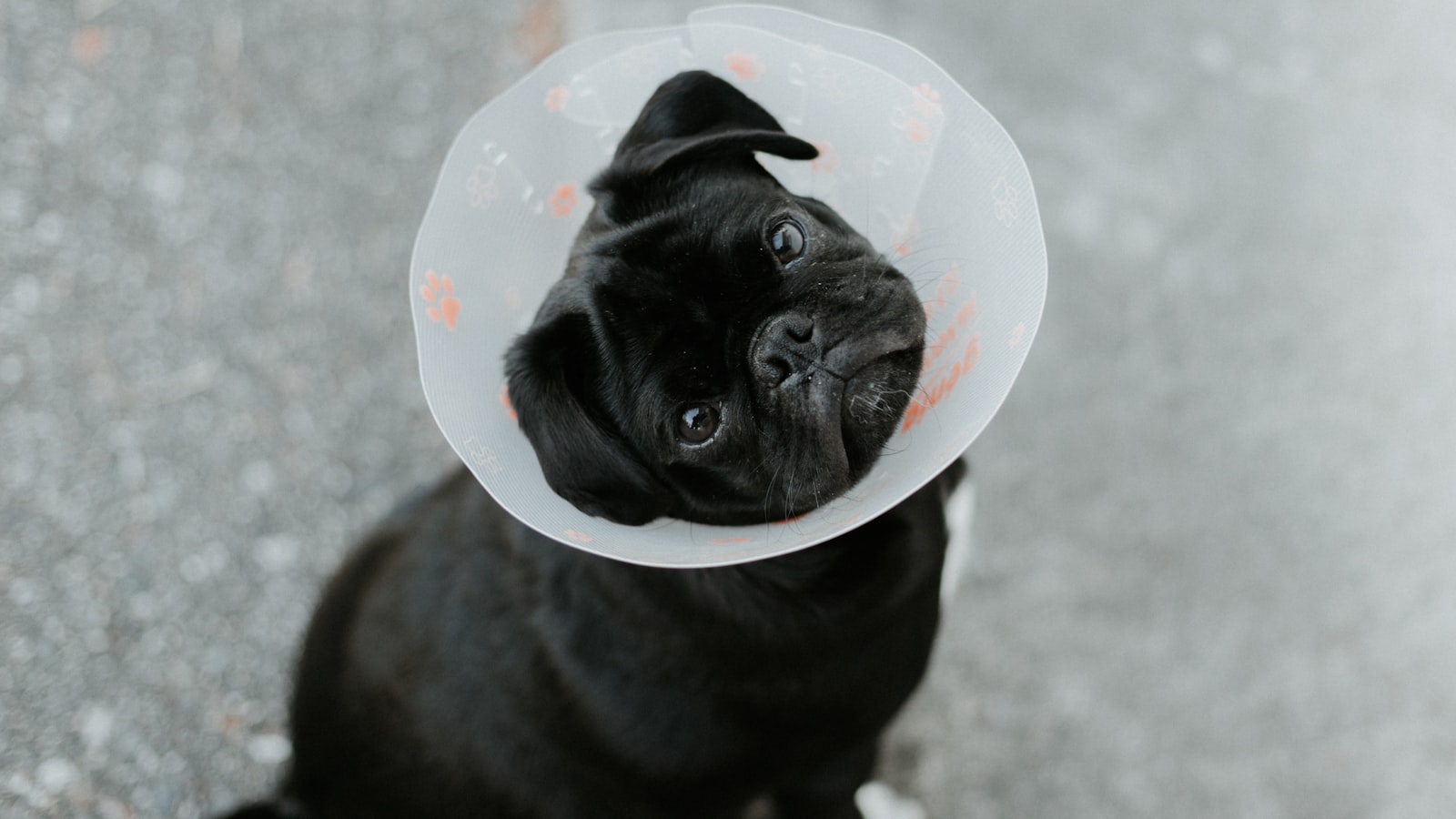 Street-Smart Dog First-Aid Kit and 90-Second Triage Plan