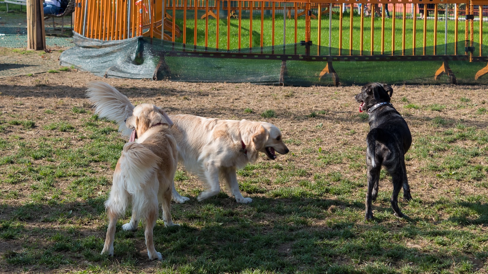 Play-Date Safety Checklist: How to Keep Shared Park Time Calm