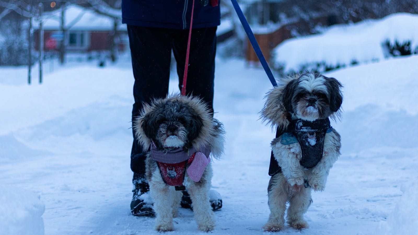How to Build a Calm Morning Routine for an Anxious Dog