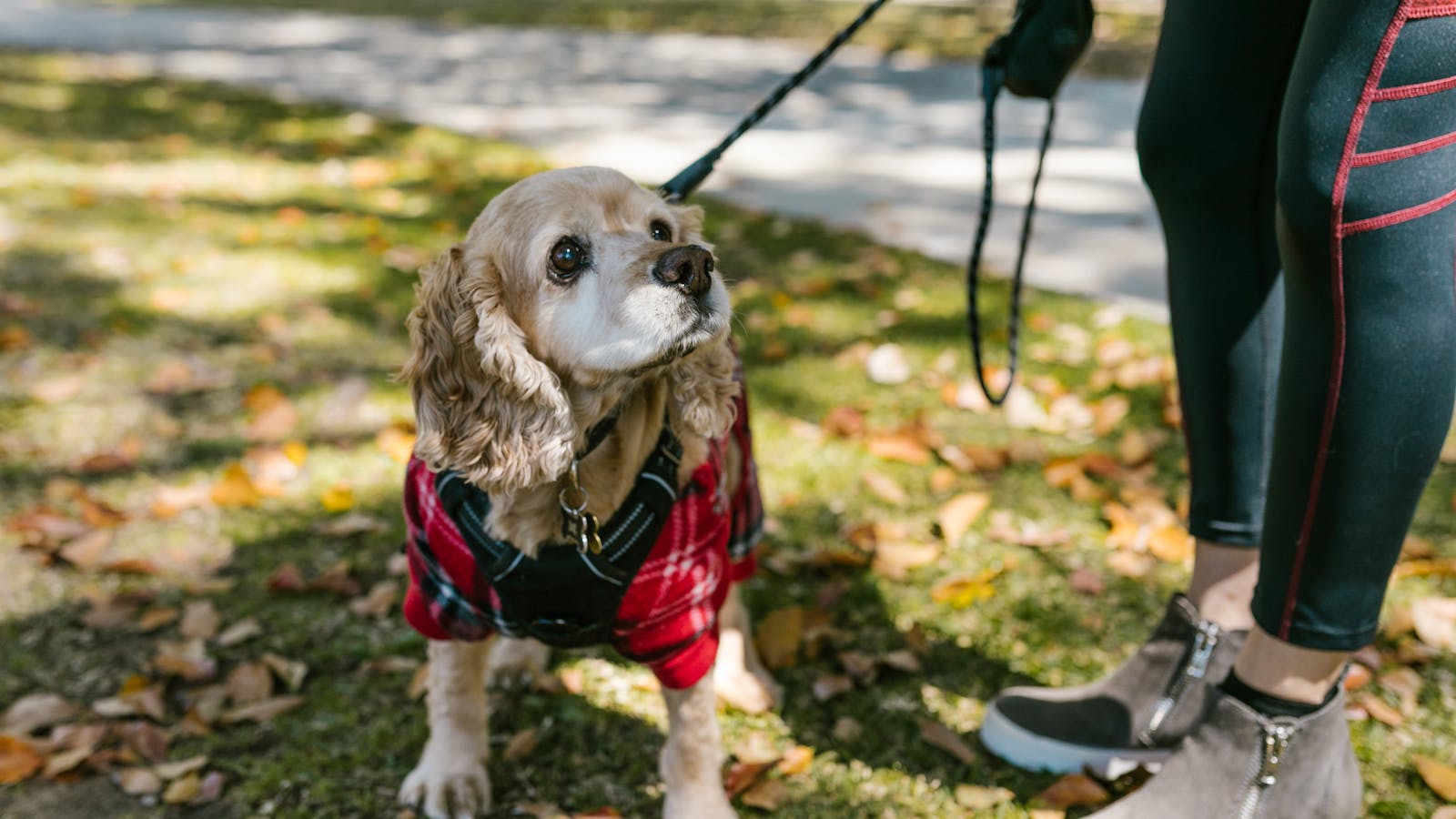 Leash Reactivity 101: What to Do in the First 3 Seconds