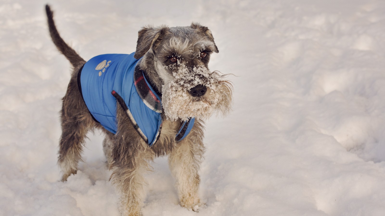 Winter paw-care rinse routine