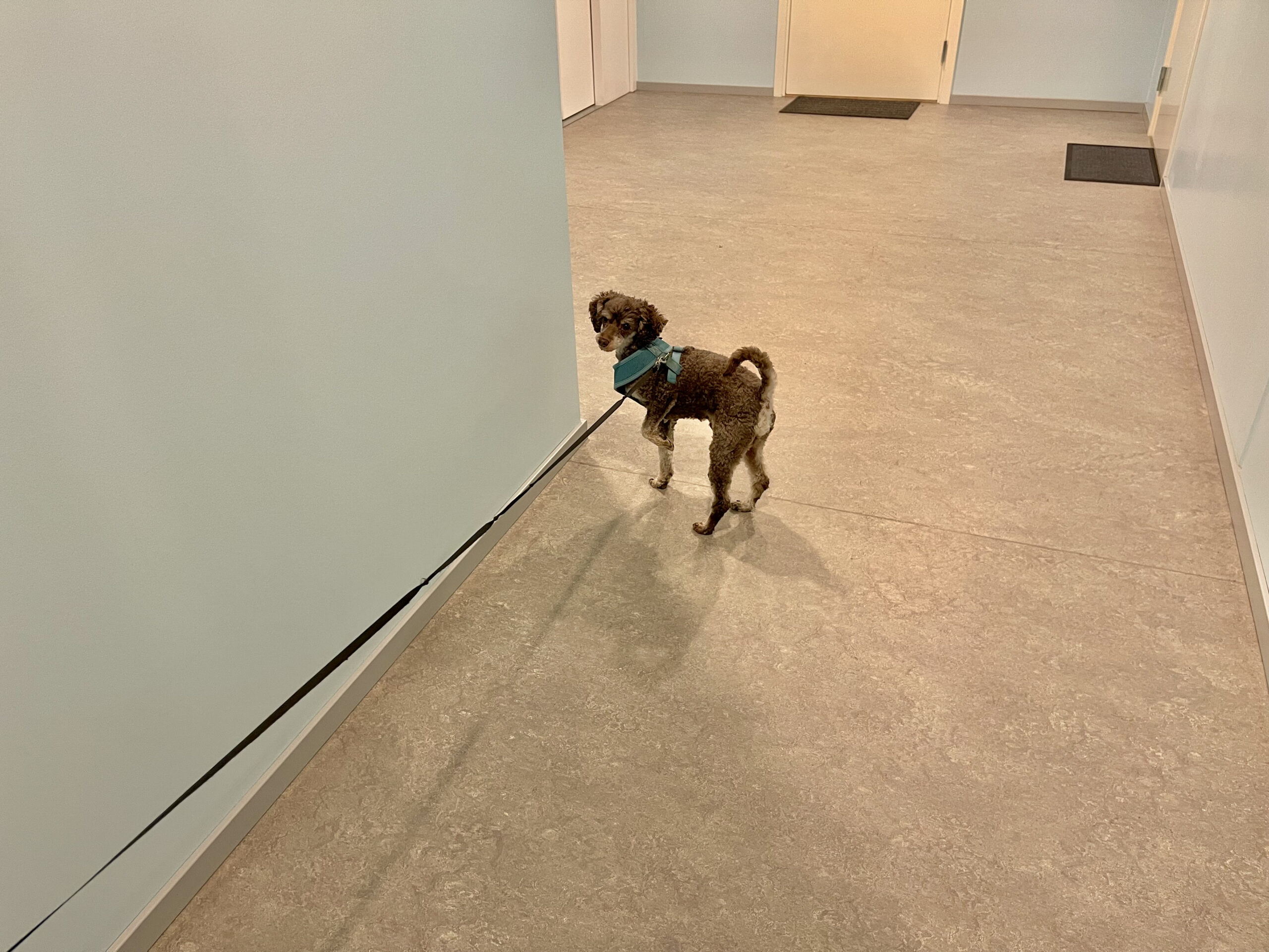 How to Stop Door-Dashing: A Front-Door Training Plan for Safer Exits and Calmer Greetings