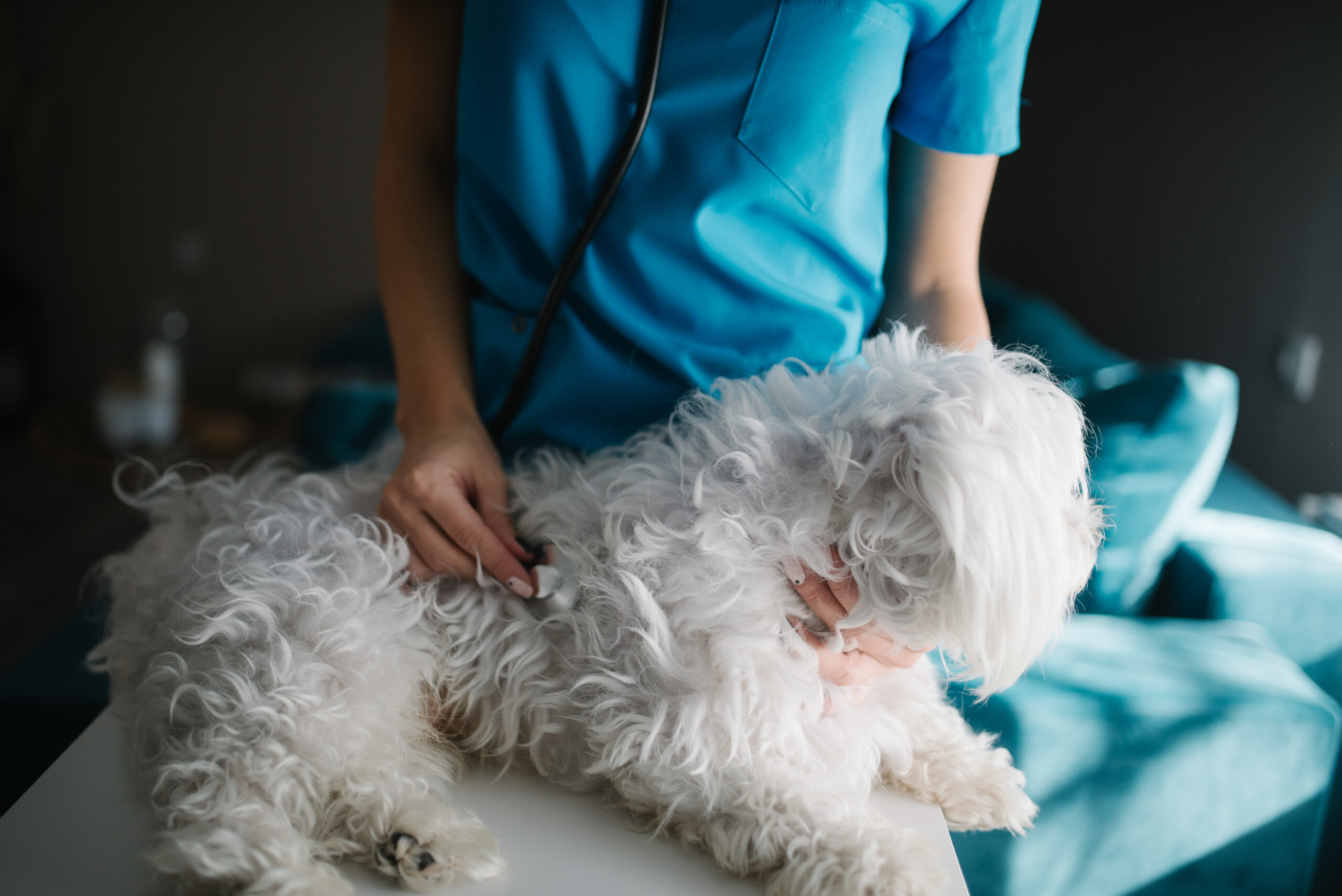 Dog First-Aid Kit Checklist: What to Keep at Home, in the Car, and on the Trail