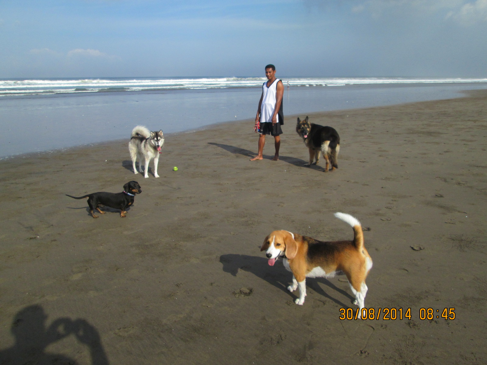 How to Use a 15-Minute Decompression Walk to Calm an Overstimulated Dog After Busy Days