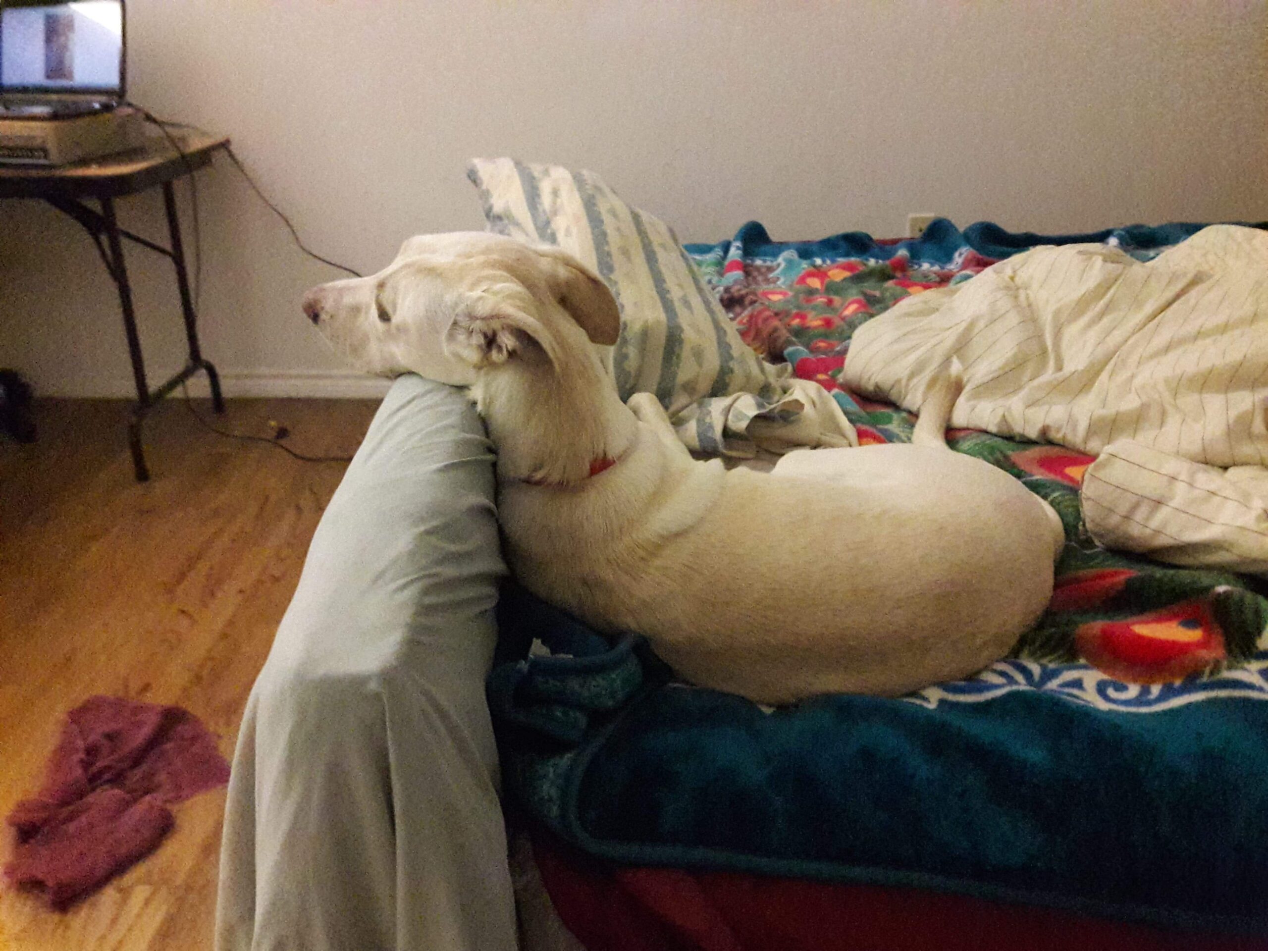 How Often Should You Wash Your Dog’s Bed? A Simple Cleaning Schedule for Fur, Mud, and Allergies