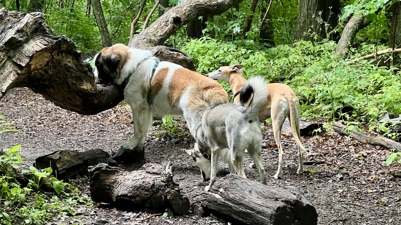 Should You Let Your Dog Drink From Puddles or Shared Bowls? A Safer Spring Walk Checklist