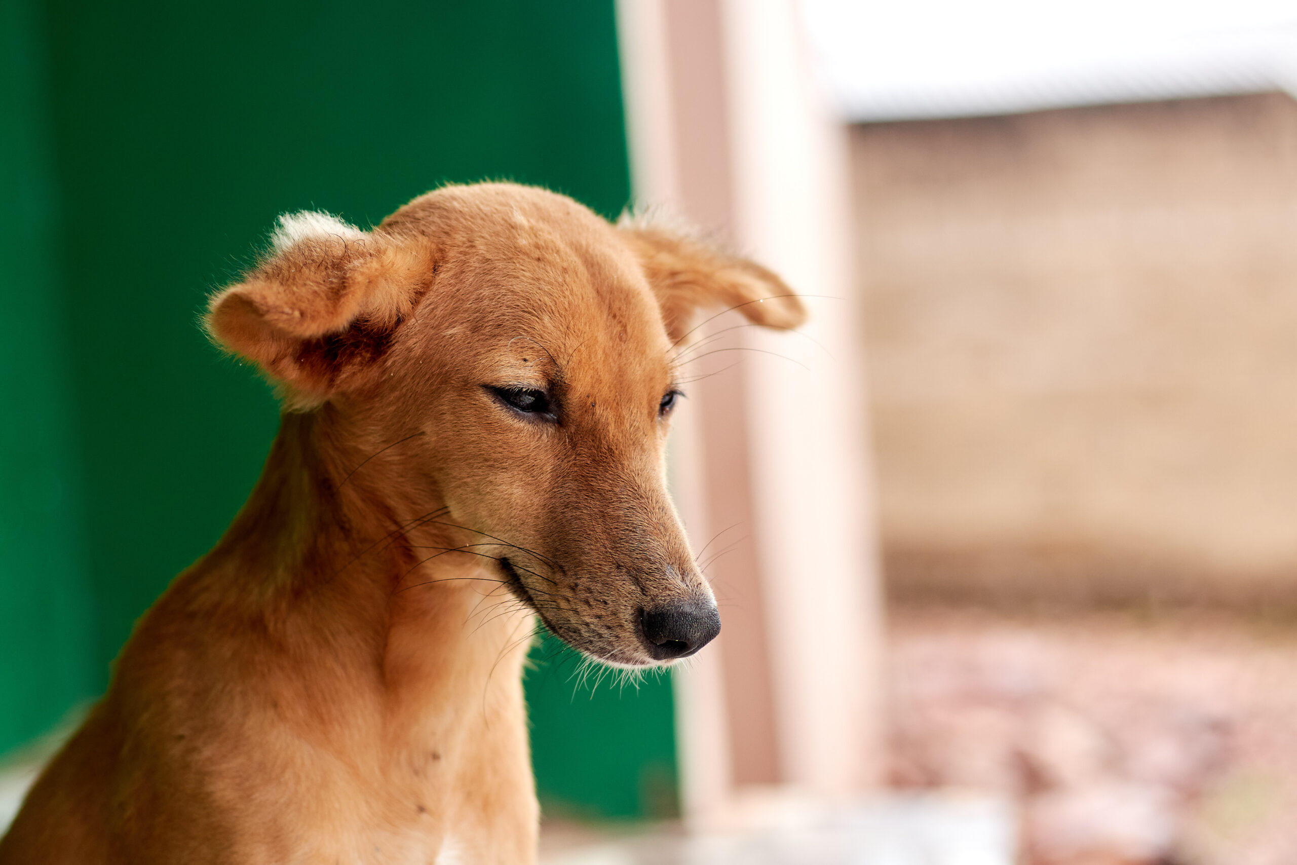 How to Brush Your Dog’s Teeth When They Hate It: A 10-Day Plan for Cleaner Breath and Calmer Home Dental Care