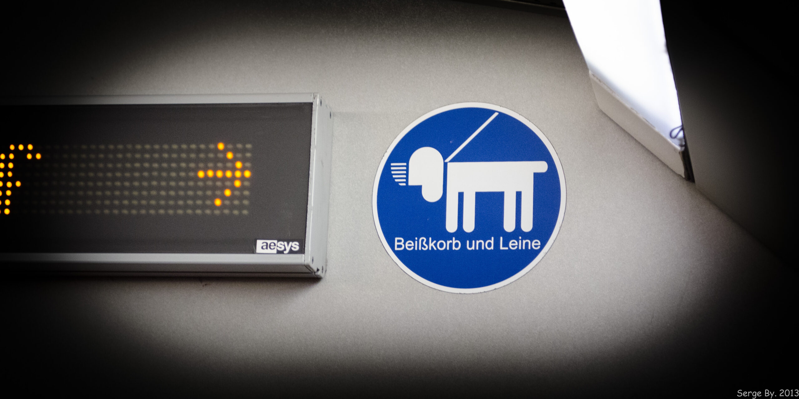 How to Muzzle Train Your Dog Without Stress: A 7-Day Plan for Safer Vet Visits, Walks, and Grooming