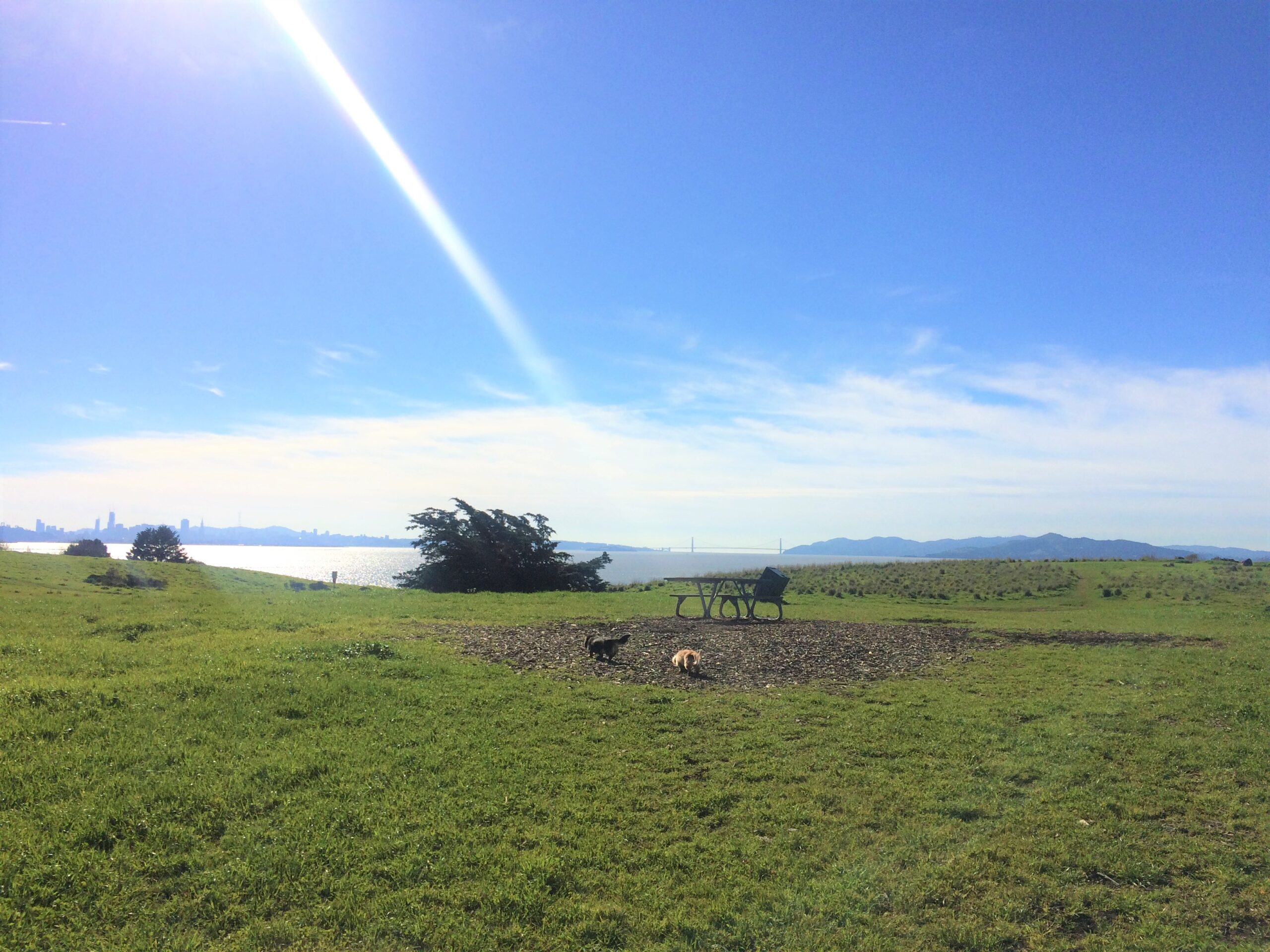 How to Start Recall Training With a Long Line: A 2-Week Backyard-to-Park Plan